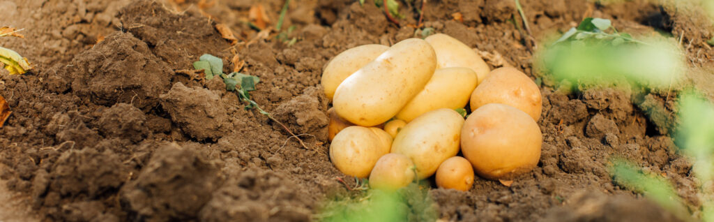 Les bienfaits de la culture de pommes de terre pour la biodiversité